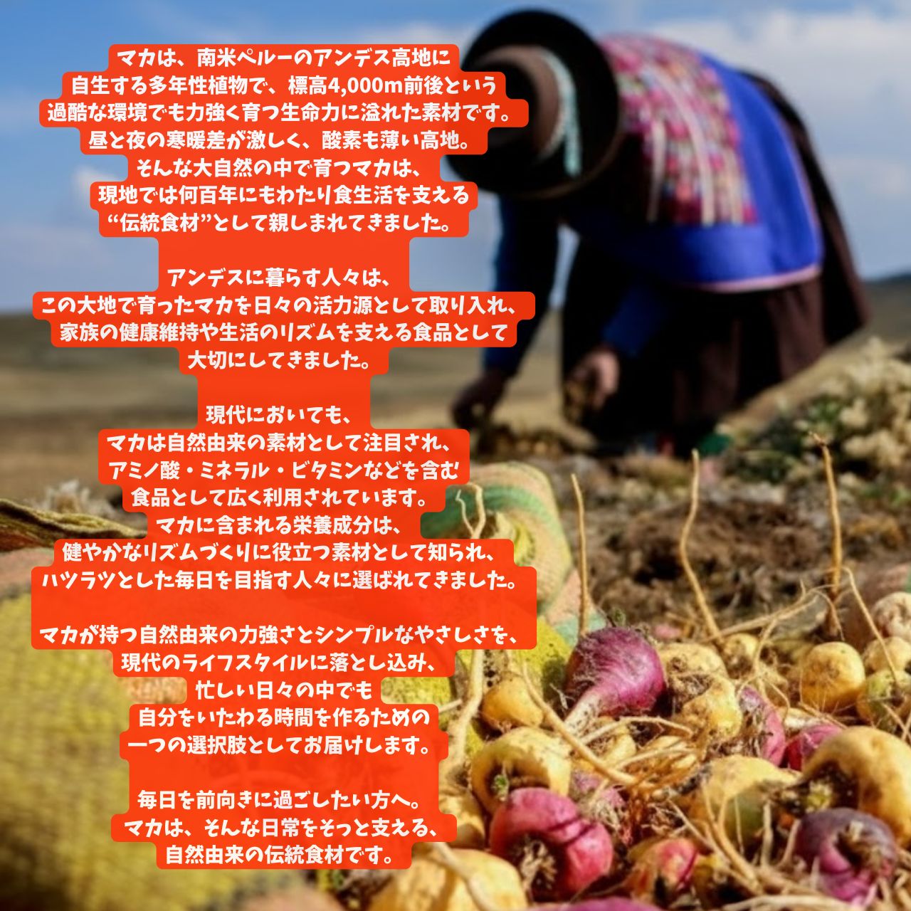 【卸専用】アンドレーヌさんのCBNグミ+マカ(PharmaHemp) - 画像 (6)