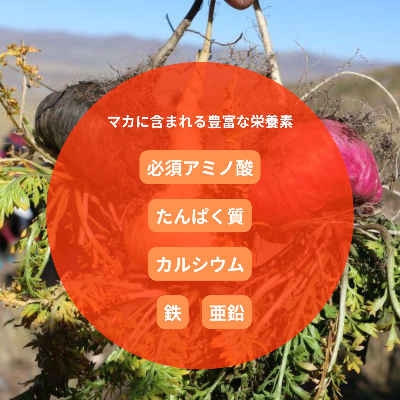 【卸専用】アンドレーヌさんのCBNグミ+マカ(PharmaHemp) - 画像 (7)