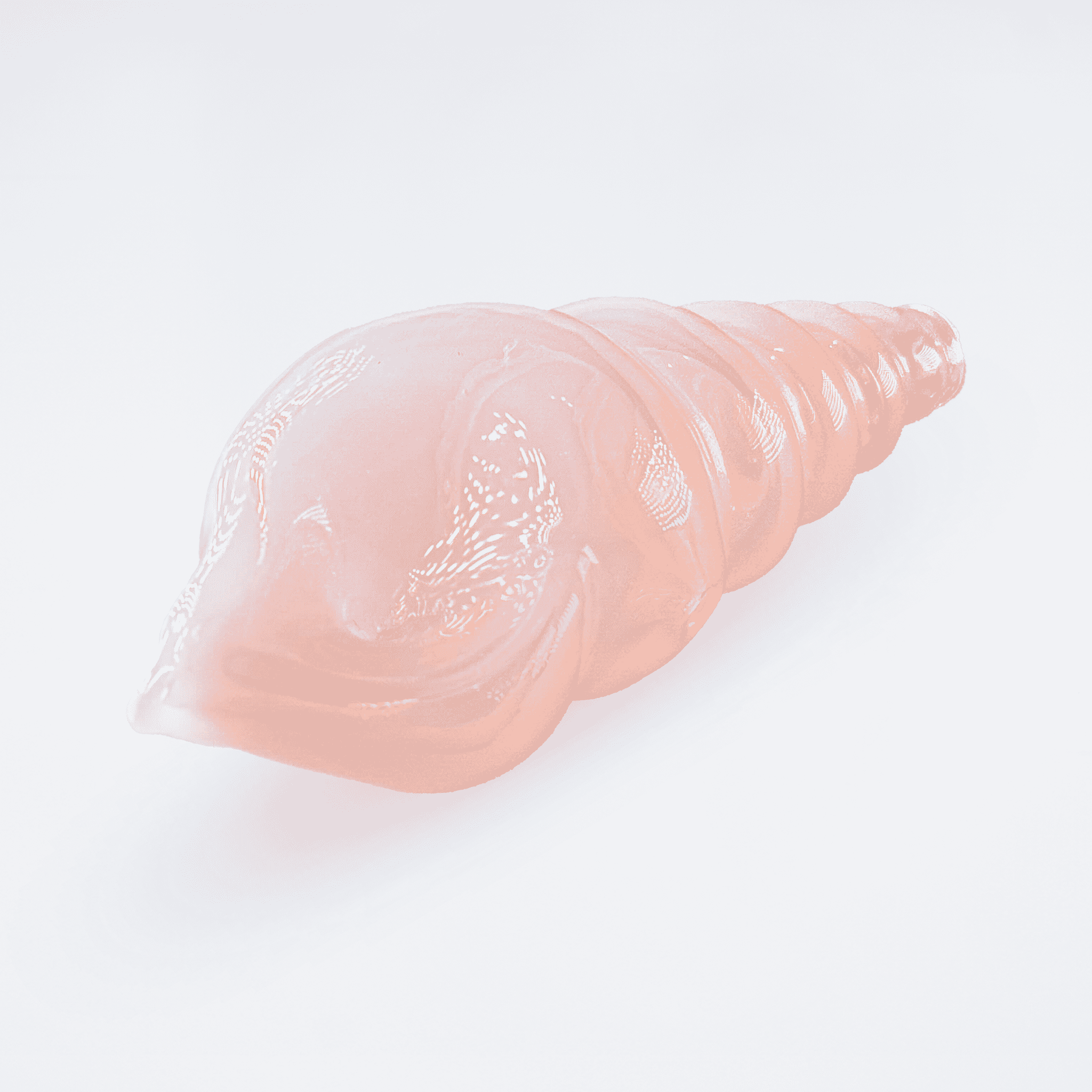 貝殻パイプ - 画像 (5)